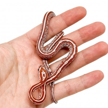 Pantherophis guttatus "Ultramel Tessera" - Serpent des blés