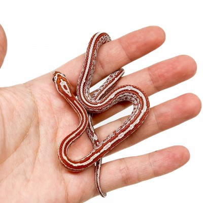 Pantherophis guttatus "Ultramel Tessera" - Serpent des blés
