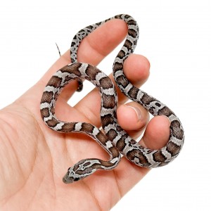 Pantherophis guttatus...