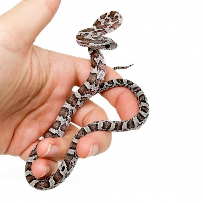 Pantherophis guttatus "Cinder" - Serpent des blés
