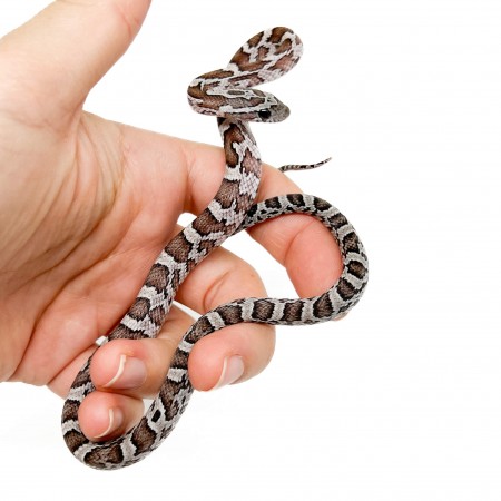 Pantherophis guttatus "Cinder" - Serpent des blés