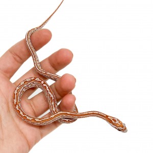 Pantherophis guttatus...