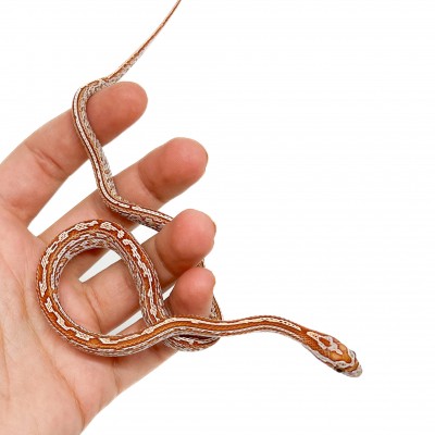 Pantherophis guttatus "Ultramel Tessera" - Serpent des blés