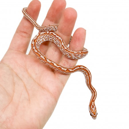 Pantherophis guttatus "Ultramel Tessera" - Serpent des blés