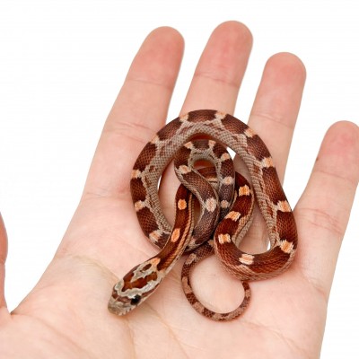 Pantherophis guttatus "Caramel Motley" - Serpent des blés Pantherophis guttatus "Caramel Motley" - Serpent des blés