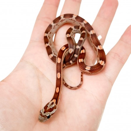 Pantherophis guttatus "Caramel Motley" - Serpent des blés