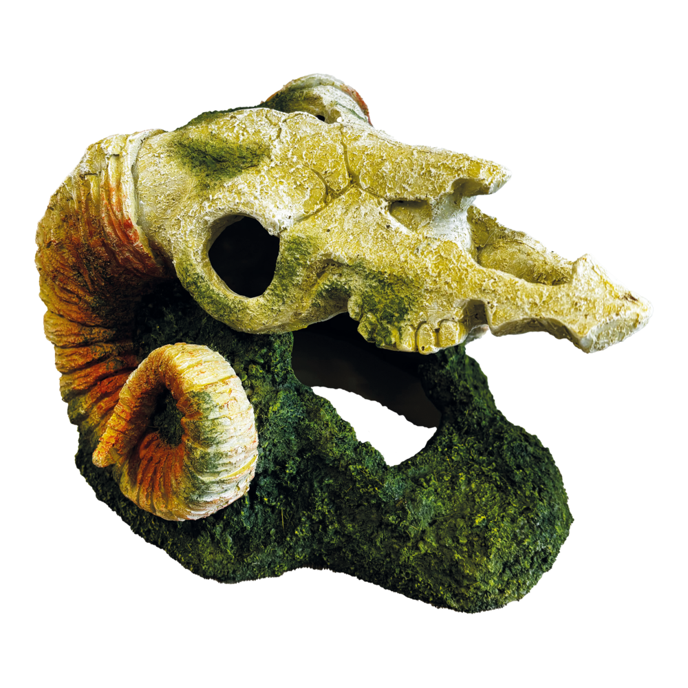 Décoration Goat Skull Décoration Goat Skull