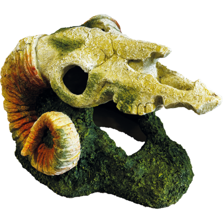 Décoration Goat Skull