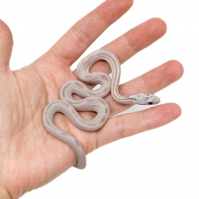 Pantherophis guttatus "Coral Ghost Striped" - Serpent des blés