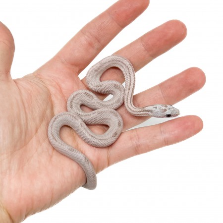 Pantherophis guttatus "Coral Ghost Striped" - Serpent des blés