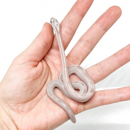 Pantherophis guttatus "Coral Ghost Striped" - Serpent des blés