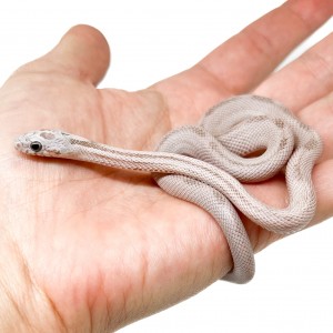 Pantherophis guttatus...
