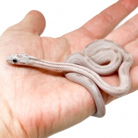 Pantherophis guttatus "Coral Ghost Striped" - Serpent des blés