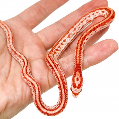 Pantherophis guttatus "Amelanistic Tessera" - Serpent des blés