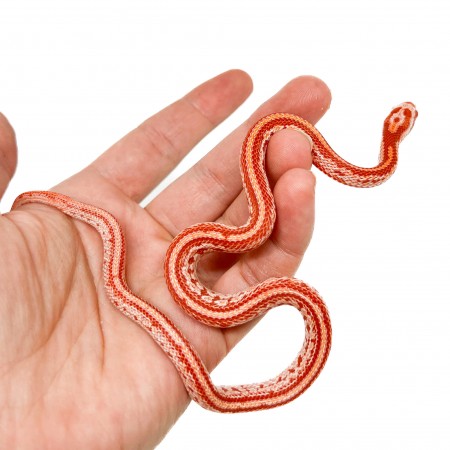 Pantherophis guttatus "Amelanistic Tessera" - Serpent des blés