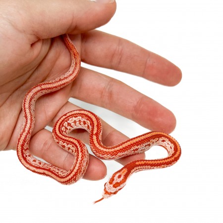 Pantherophis guttatus "Amelanistic Tessera" - Serpent des blés