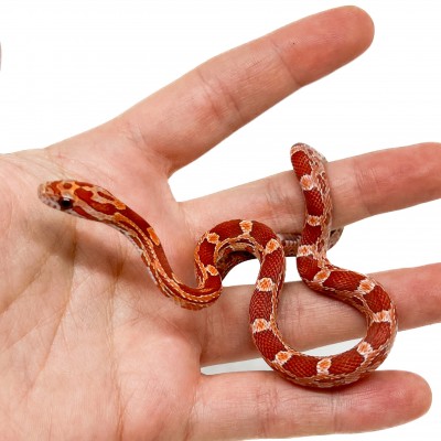 Pantherophis guttatus "Lava" - Serpent des blés