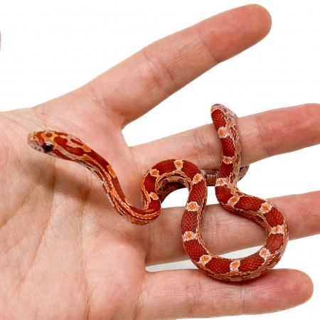 Pantherophis guttatus "Lava" - Serpent des blés