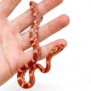 Pantherophis guttatus...