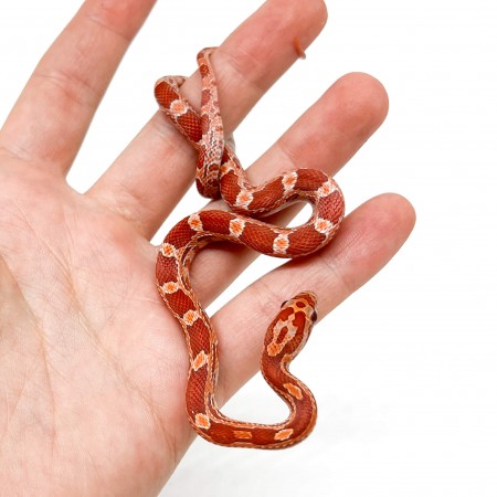 Pantherophis guttatus "Lava" - Serpent des blés