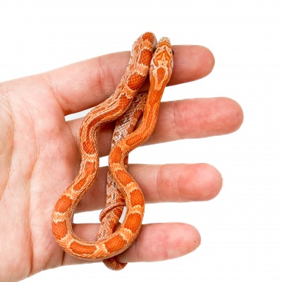 Pantherophis guttatus "Hypo Sunkissed" - Serpent des blés