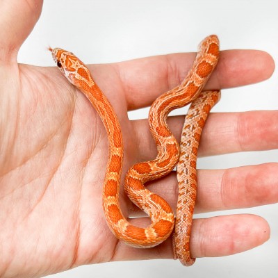 Pantherophis guttatus "Hypo Sunkissed" - Serpent des blés