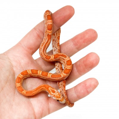 Pantherophis guttatus "Hypo Sunkissed" - Serpent des blés