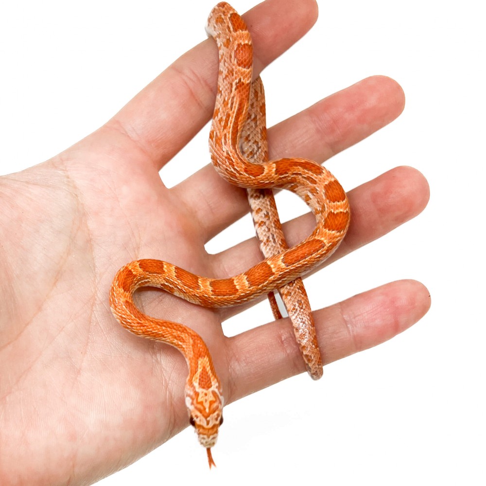 Pantherophis guttatus "Hypo Sunkissed" - Serpent des blés