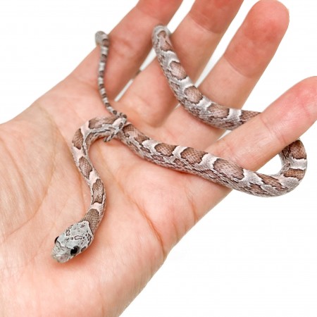 Pantherophis guttatus "Coral Anery Sunkissed Bloodred" - Serpent des blés