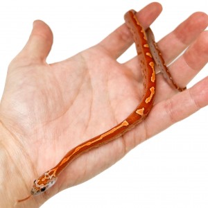 Pantherophis guttatus...