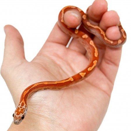 Pantherophis guttatus "Sunkissed Motley" - Serpent des blés