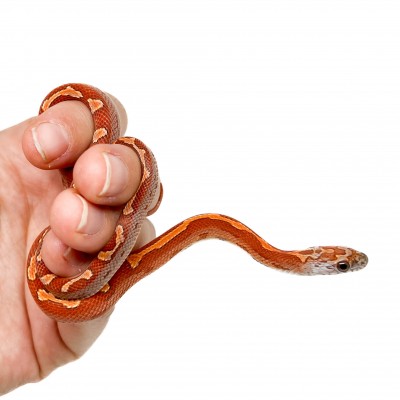 Pantherophis guttatus "Sunkissed Motley" - Serpent des blés Pantherophis guttatus "Sunkissed Motley" - Serpent des blés