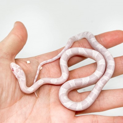Pantherophis guttatus "Peppermint Sunkissed Blood " - Serpent des blés