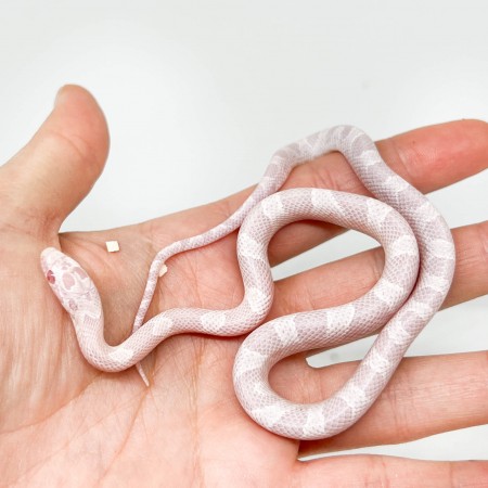 Pantherophis guttatus "Peppermint Sunkissed Blood " - Serpent des blés