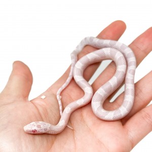 Pantherophis guttatus...