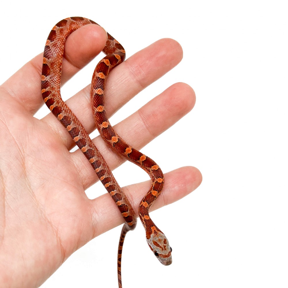 Pantherophis guttatus "Bloodred" - Serpent des blés