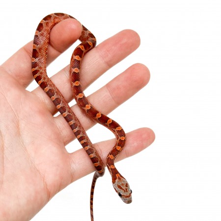 Pantherophis guttatus "Bloodred" - Serpent des blés