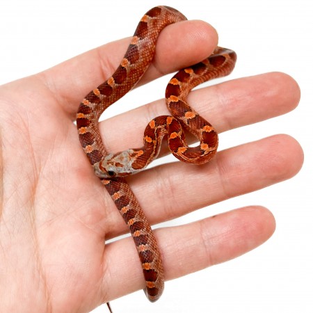 Pantherophis guttatus "Bloodred" - Serpent des blés
