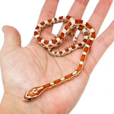 Pantherophis guttatus "Ultramel" - Serpent des blés