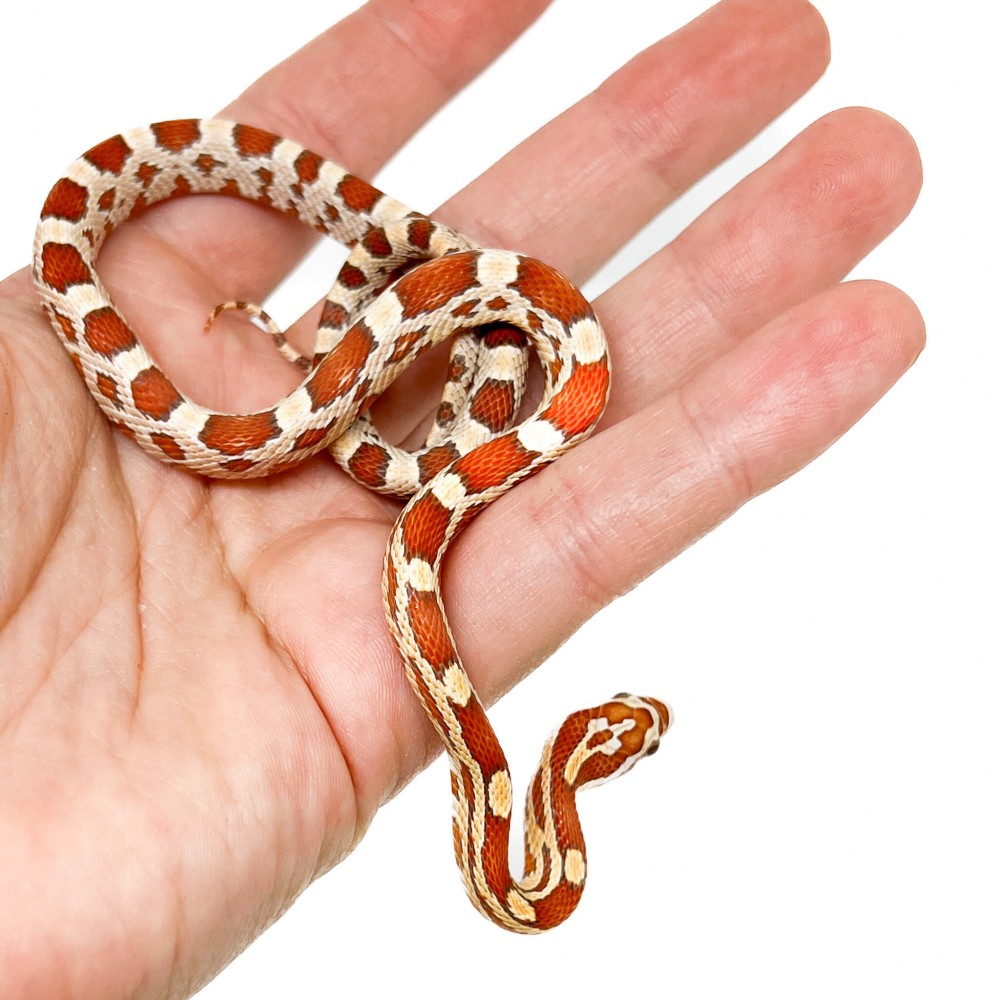 Pantherophis guttatus "Ultramel" - Serpent des blés