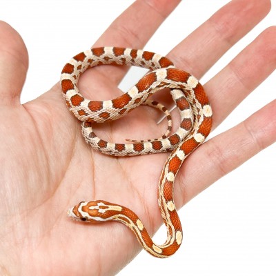 Pantherophis guttatus "Ultramel" - Serpent des blés