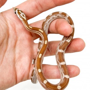 Pantherophis guttatus "Hypo...