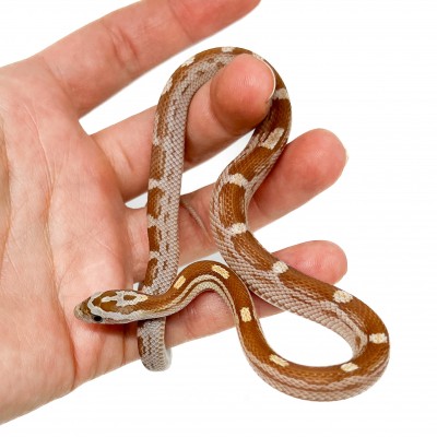 Pantherophis guttatus "Hypo Berry Motley" - Serpent des blés