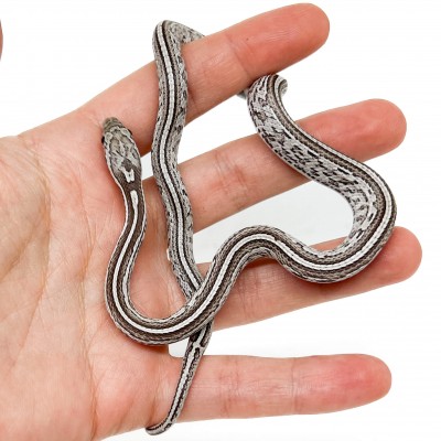 Pantherophis guttatus "Tessera Ghost" - Serpent des blés