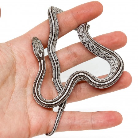 Pantherophis guttatus "Tessera Ghost" - Serpent des blés