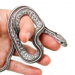 Pantherophis guttatus...