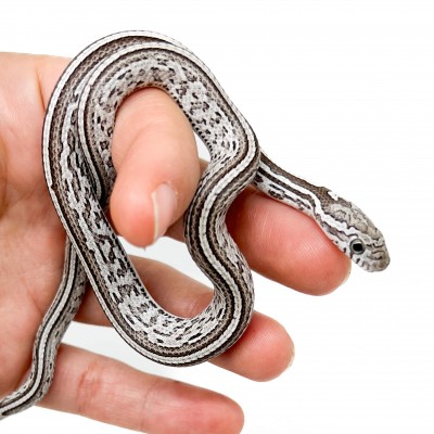 Pantherophis guttatus "Tessera Ghost" - Serpent des blés
