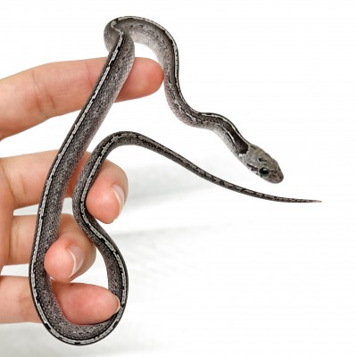 Pantherophis guttatus "LP Granite Tessera" - Serpent des blés