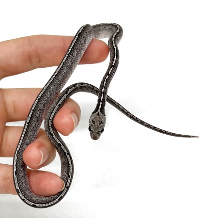 Pantherophis guttatus "LP Granite Tessera" - Serpent des blés