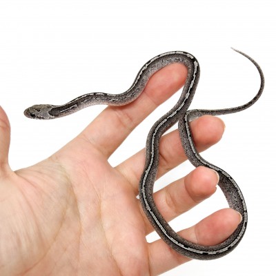 Pantherophis guttatus "LP Granite Tessera" - Serpent des blés